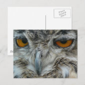 Eagle owl briefkaart (Voorkant / Achterkant)
