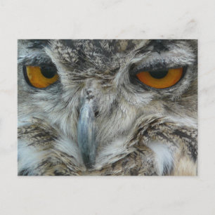 Eagle owl briefkaart