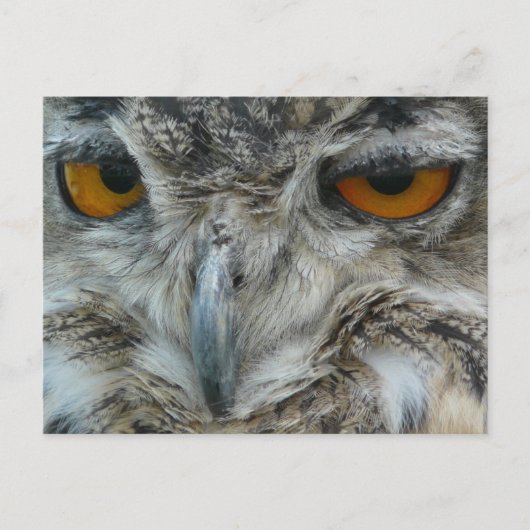 Eagle owl briefkaart (Voorkant)