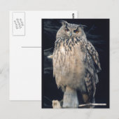 Eagle owl briefkaart (Voorkant / Achterkant)