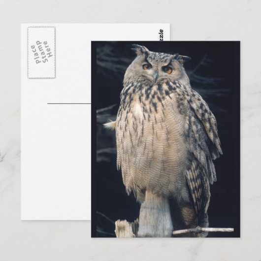Eagle owl briefkaart (Voorkant / Achterkant)