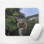 Eagle Owl (Bubo bubo) Muismat (Met muis)