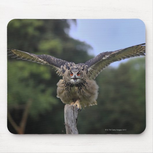Eagle Owl (Bubo bubo) Muismat (Voorkant)