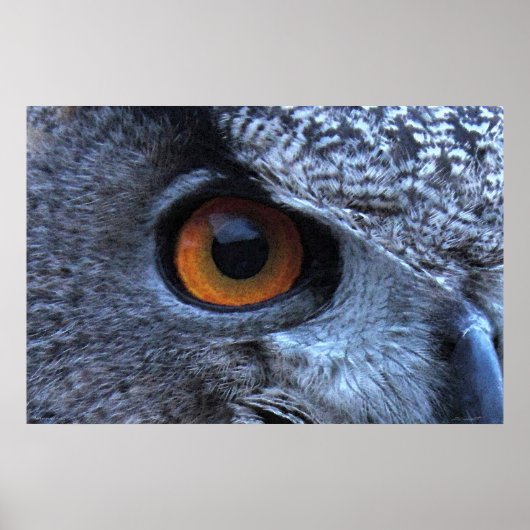 Eagle Owl Eye Poster -36x24 -andere beschikbare ma (Voorkant)