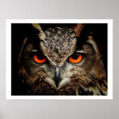 Eagle Owl Eyes Poster (Voorkant)