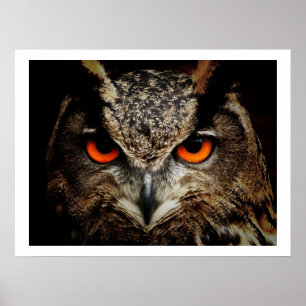 Eagle Owl Eyes Poster