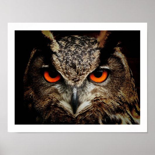 Eagle Owl Eyes Poster (Voorkant)