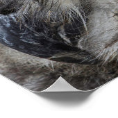 Eagle Owl Eyes Poster (Hoek)