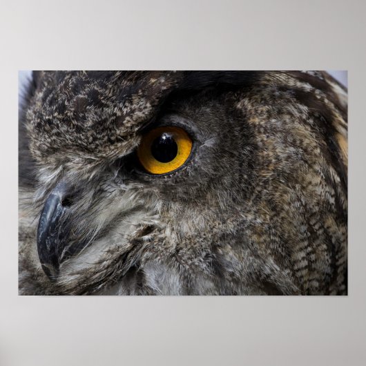 Eagle Owl Eyes Poster (Voorkant)