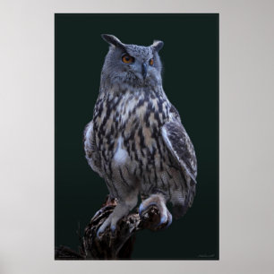 Eagle Owl Foto Poster -24x36 - kleiner beschikbaar