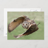 Eagle Owl in vlucht Briefkaart (Voorkant / Achterkant)