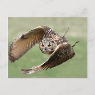 Eagle Owl in vlucht Briefkaart