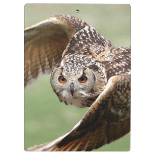 Eagle Owl in vlucht Klembord (Achterkant)
