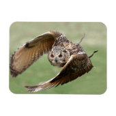 Eagle Owl in vlucht Magneet (Horizontaal)