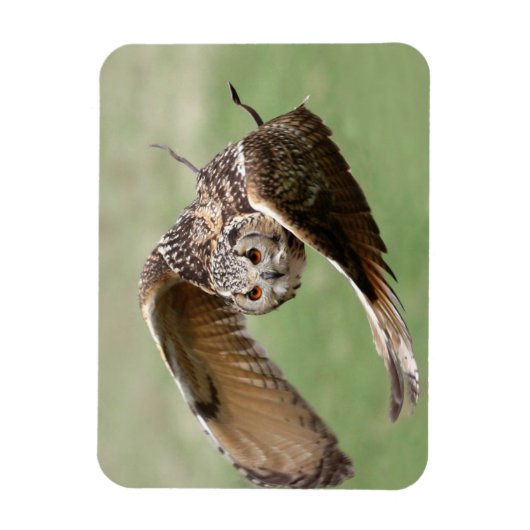 Eagle Owl in vlucht Magneet (Verticaal)