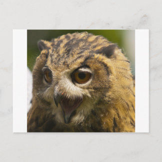 eagle owl.jpg briefkaart