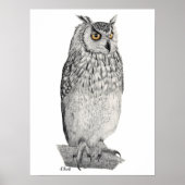 Eagle Owl Pencil Tekening Poster (Voorkant)