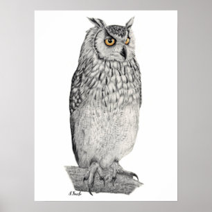 Eagle Owl Pencil Tekening Poster
