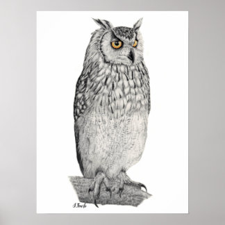 Eagle Owl Pencil Tekening Poster
