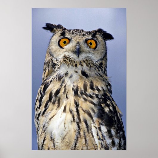 Eagle owl poster (Voorkant)