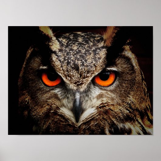 Eagle-Owl Poster (Voorkant)