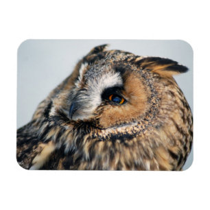 Eagle Owl Premium magneet