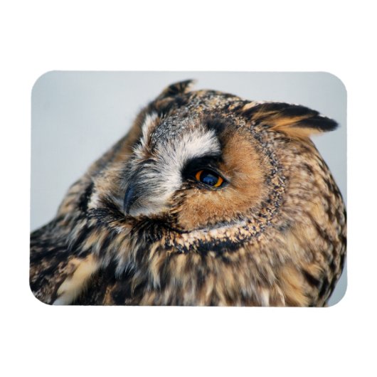 Eagle Owl Premium magneet (Horizontaal)