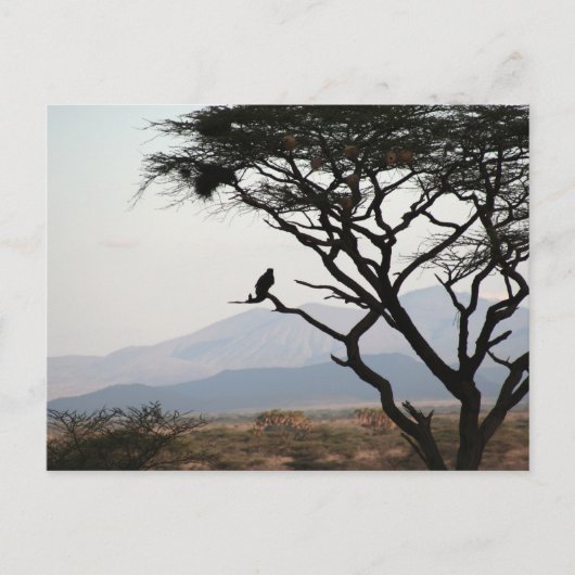 Eagle Owl Silhouet Briefkaart (Voorkant)