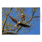 Eagle Pair (Voorkant Horizontaal)