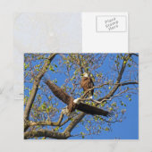 Eagle Pair Briefkaart (Voorkant / Achterkant)