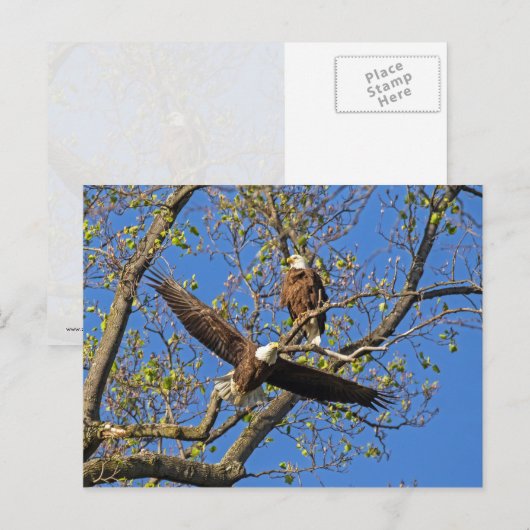 Eagle Pair Briefkaart (Voorkant / Achterkant)
