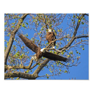 Eagle Pair Foto Afdruk