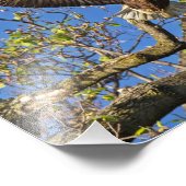 Eagle Pair Foto Afdruk (Hoek)