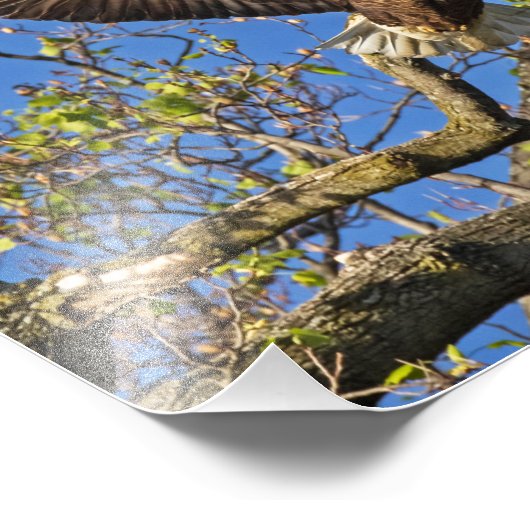 Eagle Pair Foto Afdruk (Hoek)