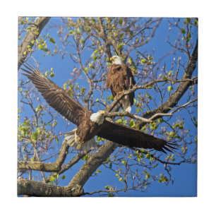 Eagle Pair Tegeltje