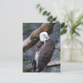 Eagle Perch Briefkaart (Staand voorkant)
