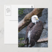 Eagle Perch Briefkaart (Voorkant / Achterkant)