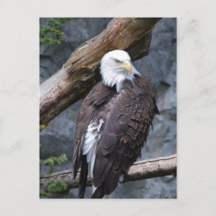 Eagle Perch Briefkaart
