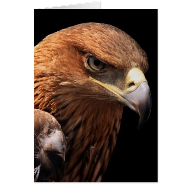 Eagle portret geïsoleerd op zwart (Voorkant)