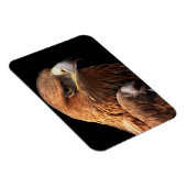 Eagle portret geïsoleerd op zwart magneet (Rechterzijde)
