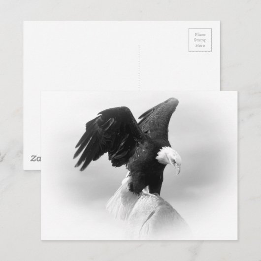 Eagle Post Kaart (Voorkant / Achterkant)