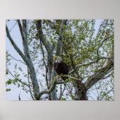 Eagle Poster (Voorkant)