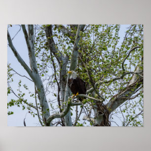 Eagle Poster