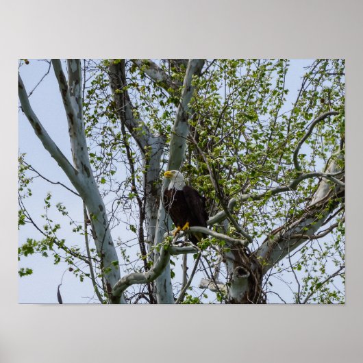 Eagle Poster (Voorkant)