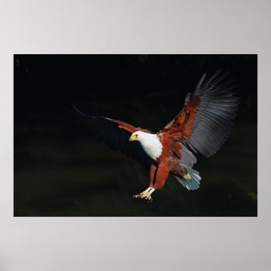 Eagle Poster (Voorkant)