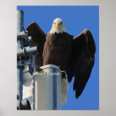 Eagle Poster (Voorkant)