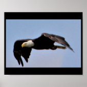Eagle Poster (Voorkant)