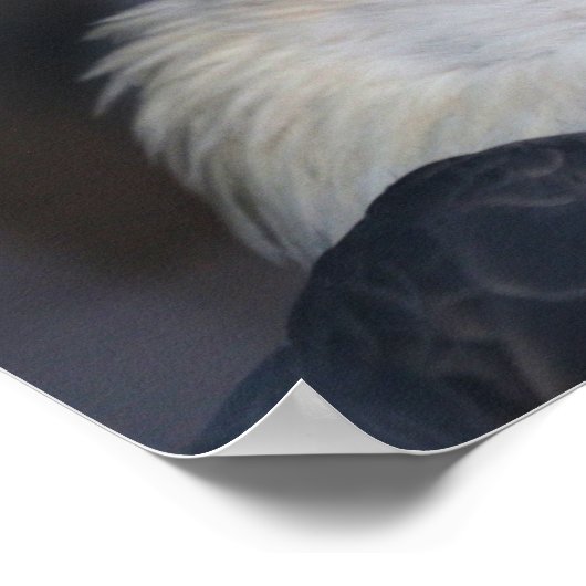 Eagle Poster (Hoek)