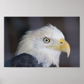 Eagle Poster (Voorkant)