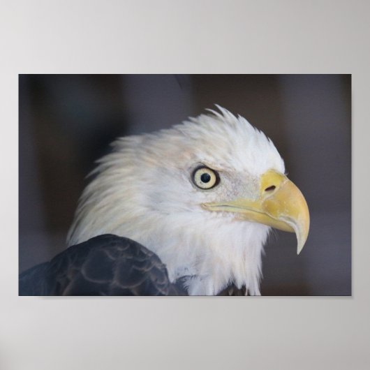 Eagle Poster (Voorkant)